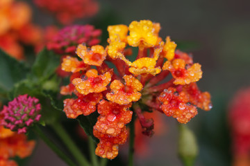 close up red and yellow flower 
