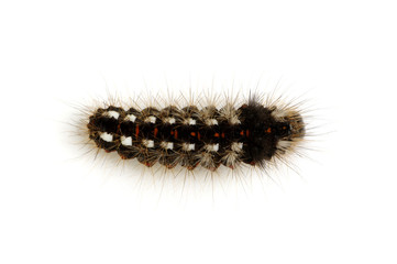  caterpillar