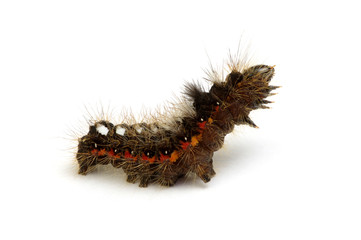  caterpillar