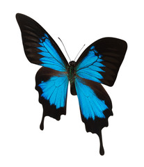 Blue butterfly