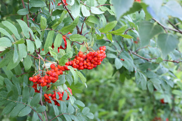 rowan bunches on a tree branch