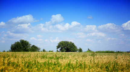 Fototapeta premium Don river steppes landscape trees sky clouds Russia