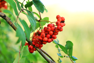 Obraz premium rowan bunches on a tree branch