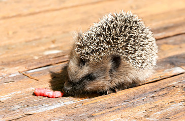 young hedgehog eats raw meat old vintage wooden background is su