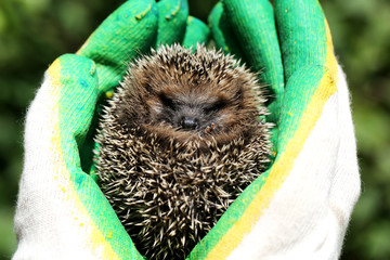 little hedgehog in the hands of gardening gloves palm of your ha