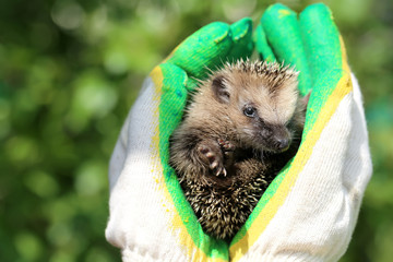 little hedgehog in the hands of gardening gloves palm of your ha