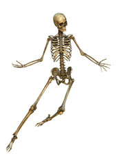 Human Skeleton