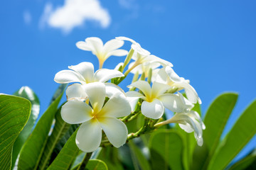 White plumeria with blue sky background