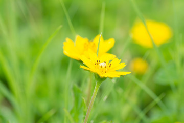 bright yellow flowers on green background.