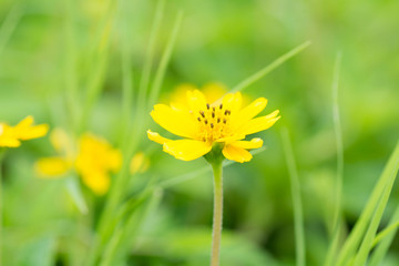 bright yellow flowers on green background.