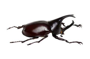 Rhinoceros beetle