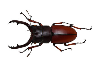 Stag beetle