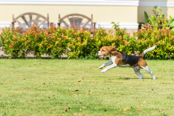 beagle run in a garden