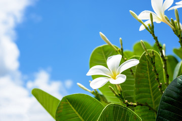 Obraz premium White plumeria with blue sky background