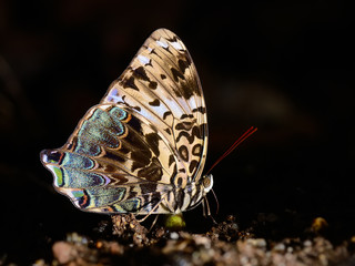 Butterfly ( Blue Begum) , Thailand