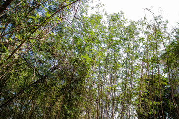 green trees photographed from bellow against the blue sky