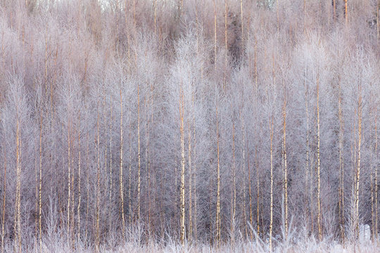 Fototapeta Frosty forest