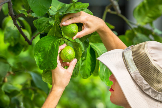 Farmer Checking Lemons