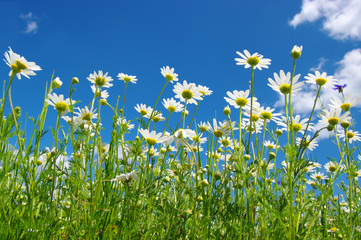 White camomiles