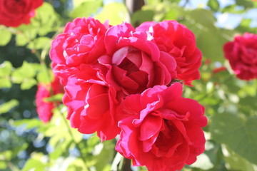 Red roses