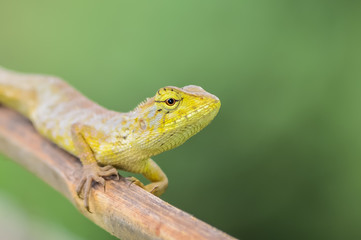 Lizard on a branch in Thailand