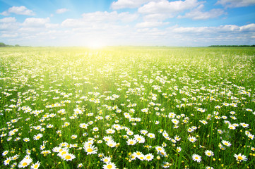 Fototapeta premium daisy flowers