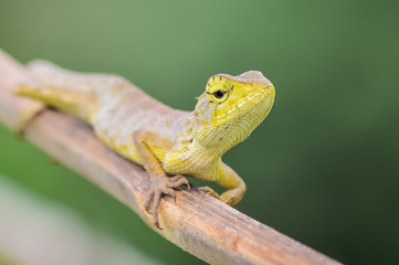 Lizard on a branch in Thailand