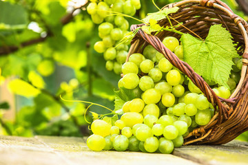 White grapes in basket