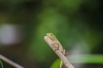 Lizard on a branch in Thailand
