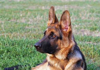 Young German Shepherd dog on green lawn