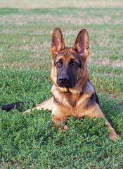 Young German Shepherd dog on green lawn