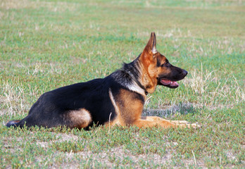 Young German Shepherd dog on green lawn