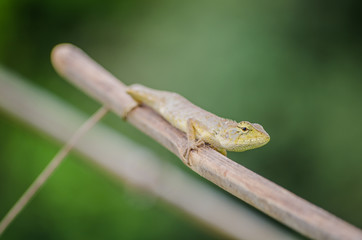 Lizard on a branch in Thailand