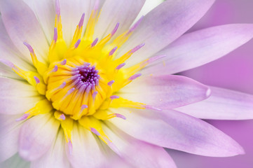 Obraz premium Close up beautiful lotus flower