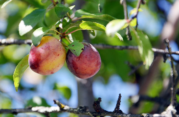 Organic ripe plum
