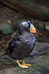Close view of an immature Tufted Puffin
