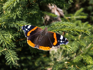 Butterfly red admiral, vanessa atalanta, sitting on a branch