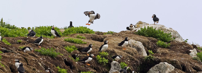An Atlantic Puffin looks up from a cliff