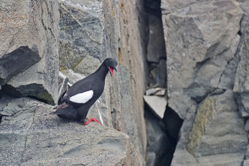 Black Guillemot looks back from the cliff edge
