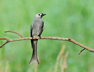 Bird (Ashy drongo) , Thailand