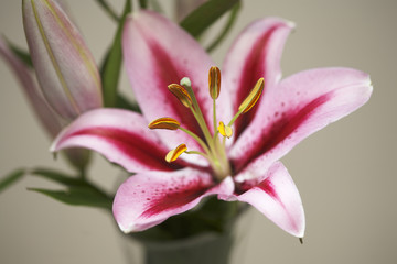 Fototapeta premium Lily