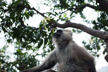 Hanuman Langur monkey on the tree