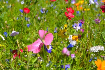 Blumenwiese - bunte Sommerblumen