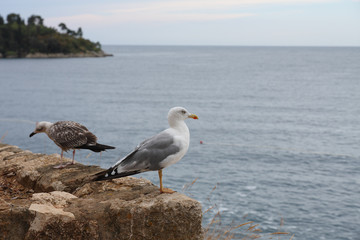 Seagull standing on a stone wall on  rocky coastline