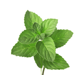 Веточка мяты