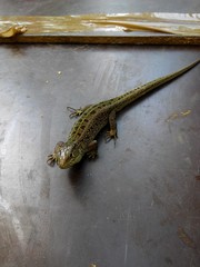 Little lizard