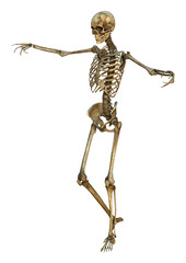 Human Skeleton
