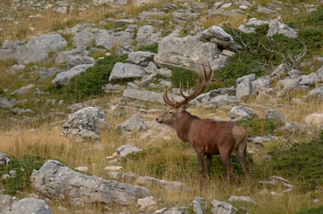 cervo nobile europeo (Cevus elaphus)