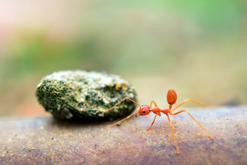 Ant tiny world (Macro, selective focus environment on leaf background)