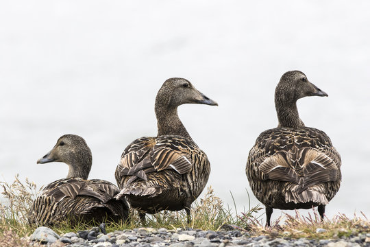 Three female eider ducks